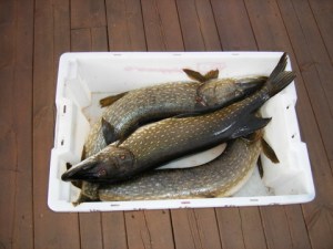 Ikke så dårlig det her?