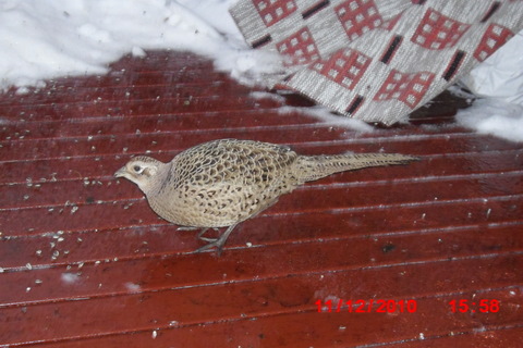 Fasanhøna er ikke det minste redd