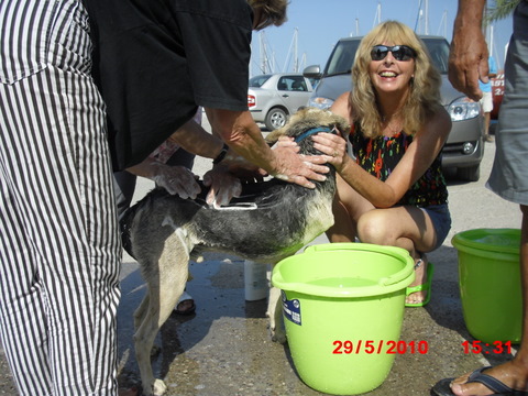 Linda fra Australia ivrig hundevasker