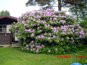 Ute blomstrer Rhododendromen større enn noen sinne