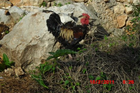 Hanegal til alle tider