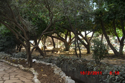 Byparken med sine gummitrær