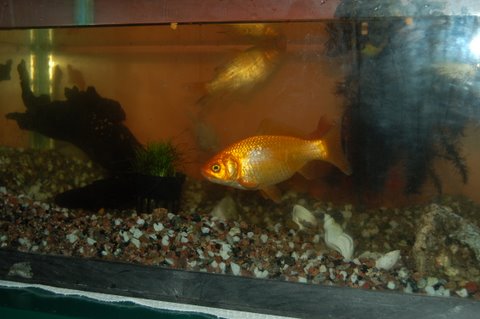 Nå i nytt fosterhjem i Tønsberg