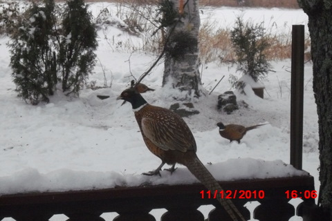 Hannen banker på ruta og vil ha mer mat