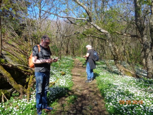 Her blant hvitveis i svartor skogen