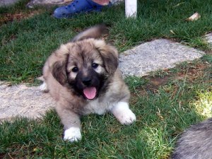 Her er datteren ironisk kalt Thomas