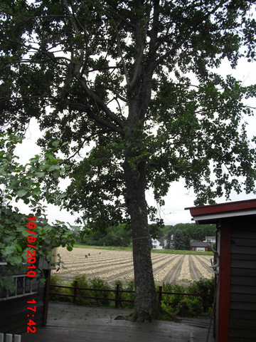 Siste trefelling venter på profesjonell treekspert