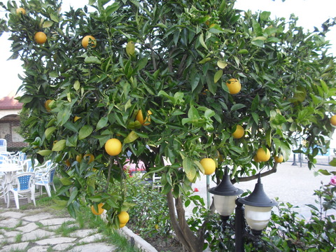 Et av flere appelsintrær i Rosehagen