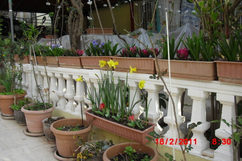 Blomsterkrukkene utenfor hotell 2000 i full blomst