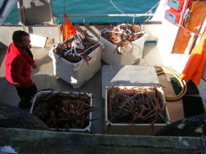 Det er gode fangster av dette monsteret for tiden