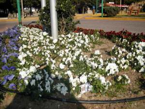 Flotte stemorsblomster i rundkjøringe