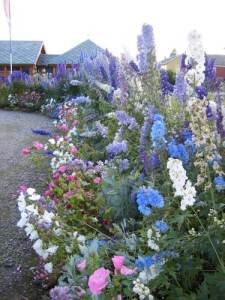 Bærre lækkert i Svanvik