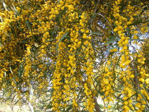 mimosa.jpg